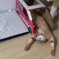 仰向けで寝ている猫