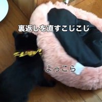 ベッドをくわえている猫