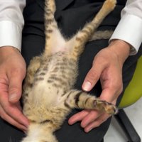 膝の上で仰向けになる子猫