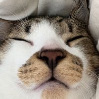 ぐっすり熟睡する猫