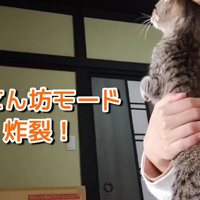 人の顔にスリスリする猫