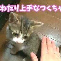 子猫が撫でられている