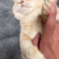 飼い主の指を払いのける猫