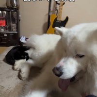 子猫に足を噛まれて足を縮める犬