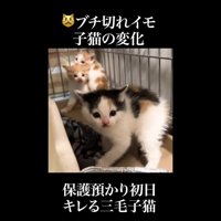 こちらを向いた姿