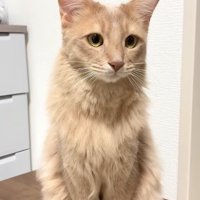 台の上でお座りをしている猫