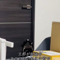 旦那さんの部屋の前で鳴く保護猫