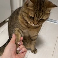 飼い主と握手する猫