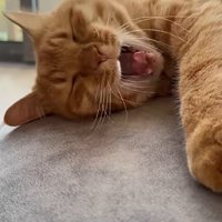 ソファーの上にいる猫と赤ちゃん