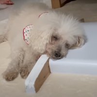 眠そうに横になる犬