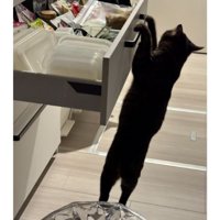 猫と引き出し