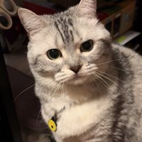 カメラの方に視線を向けている左前足を前に出してお座りをしている猫