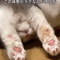 伸びをする猫