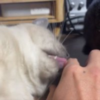 甘えている猫