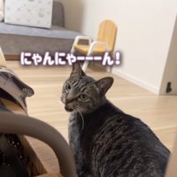 にゃんにゃーーーん！