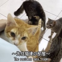 テロップ「先住猫達の部屋」