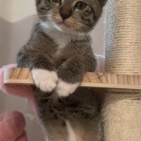 キャットタワーの穴にはまって座っている子猫