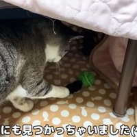 おこたにくるリノ姫