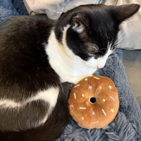 おもちゃに寄り添う猫