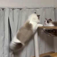 タワーにぶら下がる猫とタワーにいる猫