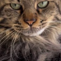 飼い主に話しかけられる猫