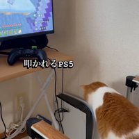ゲームをパンチする猫