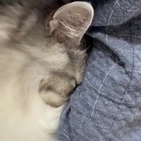 甘えん坊な猫