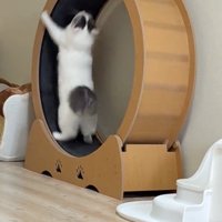 飛びつく猫