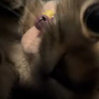 近づいてくる子猫