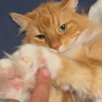 前足の裏を飼い主に触らせたまま顔を出した猫