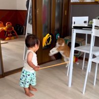 ジャンプする猫