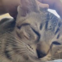 飼い主さんに撫でてもらってくつろぐキジトラ猫