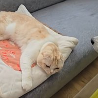 猫を見る犬
