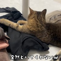 すわりこむ猫