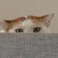 キャットタワーの上からお客さんを見つめる猫