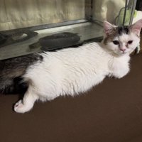 後ろに足を伸ばす子猫