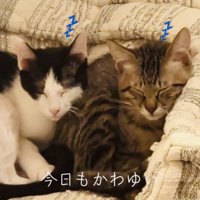 ソファでくっついて寝るキジトラ猫とハチワレ猫