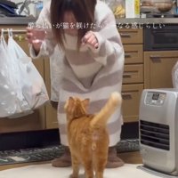 見つめる猫