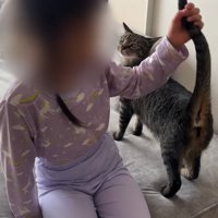 しっぽをさわられている猫