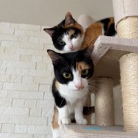 タワーの上に2匹