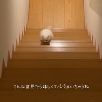 階段を登る子猫