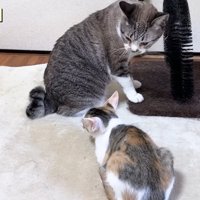 成猫の近くに座る子猫
