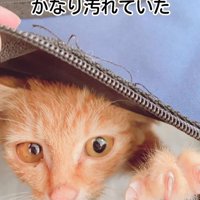 開いたファスナーから顔を出す子猫