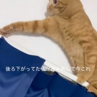 焦る猫のアップ