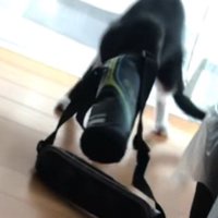 水筒ケースを被ったまま後ずさる猫