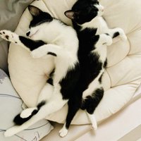 一緒に寝る2匹の猫