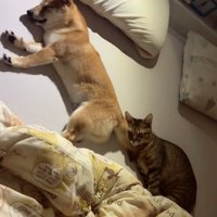 熟睡する猫と犬