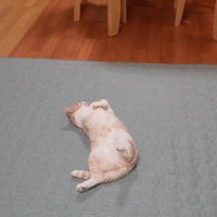 仰向けで床に寝ている猫