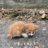 ボロボロの子猫