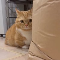 米袋に隠れる猫